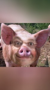 Create meme: boar, pig face, funny pigs