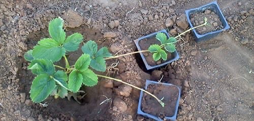 Create meme: strawberry seedlings, strawberry , proper planting of strawberries