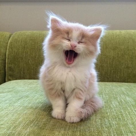 Create meme: funny kittens, cute cats , laughing cat 