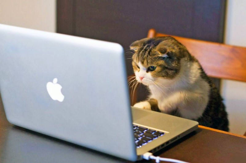 Create meme: cat with laptop, a cat with a computer, cat programmer