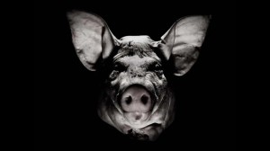 Create meme: pig, scary pig, the pig's head