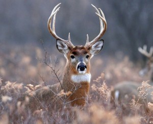 Create meme: she was just being friendly deer, deer meme, they're just friends deer