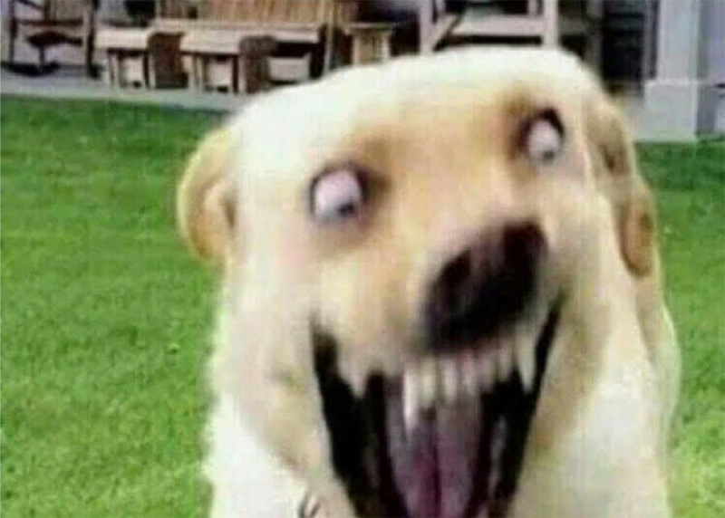 Создать мем: кричащая собака, собака собака, смеющаяся собака
