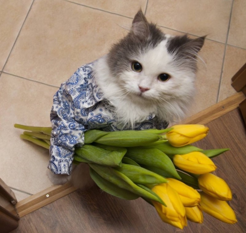 Create meme: cat with a bouquet of flowers, cat with flowers, kitten with a bouquet