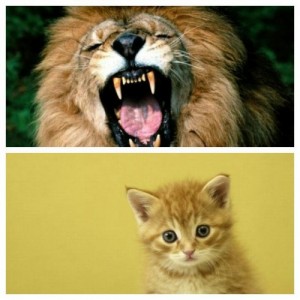 Создать мем: оскал, мир животных, lion