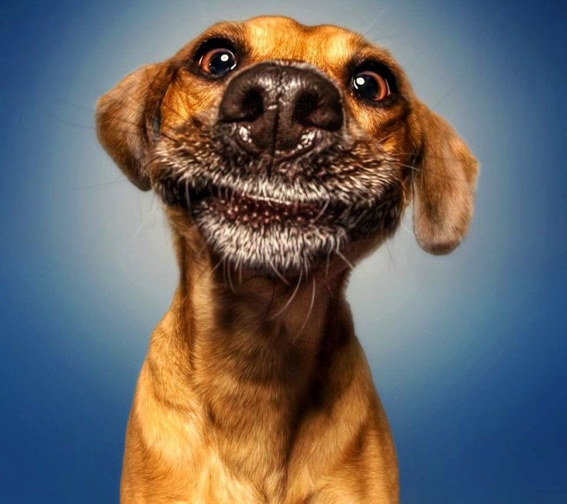Создать мем: смешные поздравления с днем рождения, улыбающаяся собака, смешные открытки