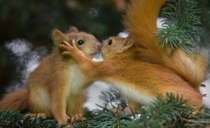 Create meme: the love of animals, what color is a squirrel, these cute animals