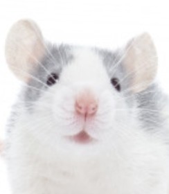 Create meme: white rat, animals, white rat cute