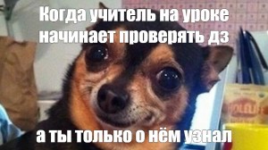 Создать мем: мем с собакой чихуахуа, мем чихуахуа с бровями, смешные животные