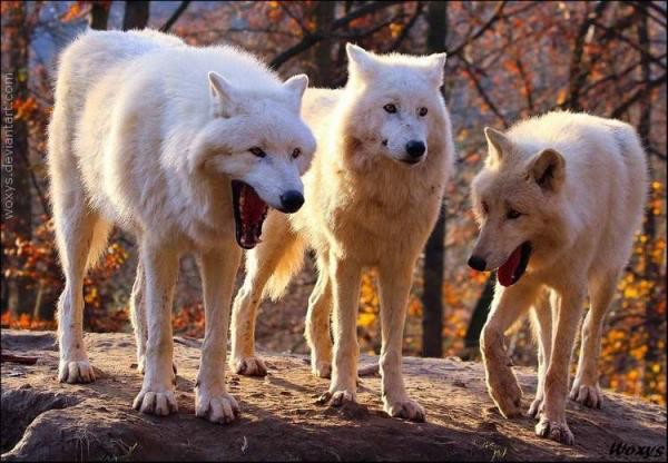 Create meme: two wolves, wolves pack , two wolves