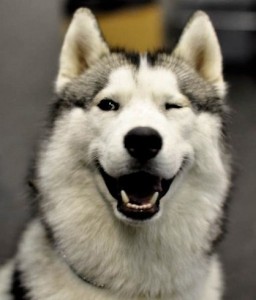 Create meme: dog, Alaskan Malamute, husky