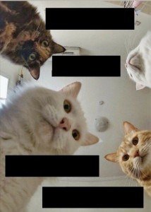 Create meme: cat, memes with cats, meme cat