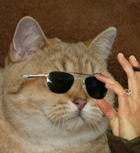 Create meme: cat with black glasses