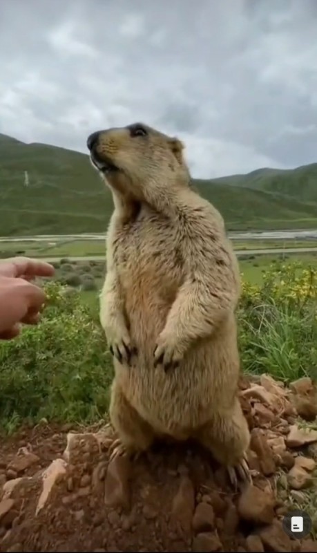 Create meme: the screaming gopher, groundhog and gopher, marmot 