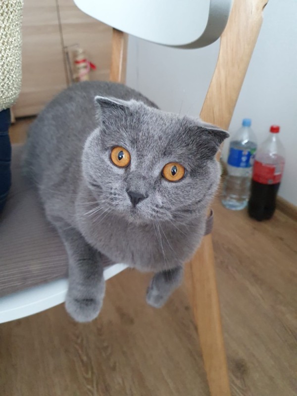 Create meme: the British fold cat, The grey cat is lop-eared, Scottish fold cat