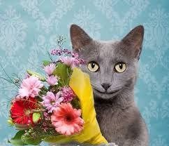 Создать мем: коты и цветы, русская голубая котенок, голубая кошка