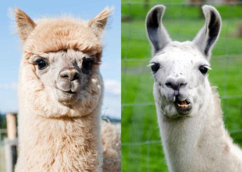 Create meme: llamas and alpacas, the difference between a llama and an alpaca, the difference between llamas and alpacas and guanacos