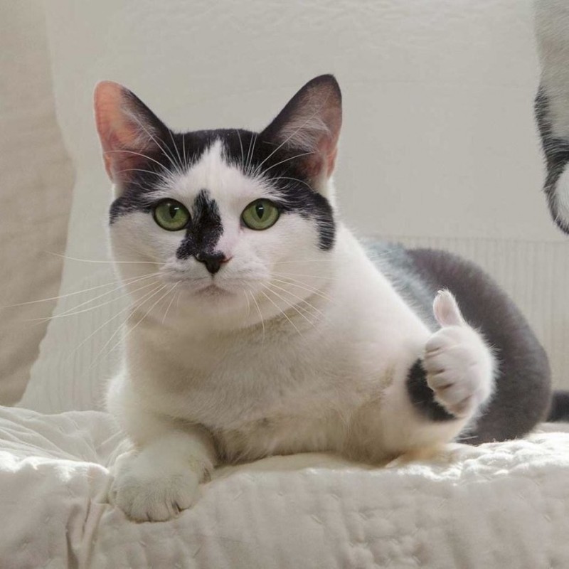 Создать мем: кот, бразильская короткошёрстная кошка, короткошерстные кошки