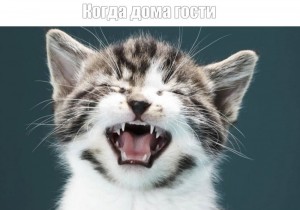 Create meme: the cat meows, cat, yawning cat