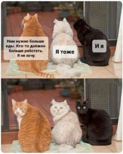 Create meme: cat, humor, animals cute