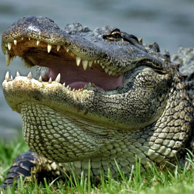 Создать мем: гребнистый крокодил, крокодил аллигатор кайман, аллигаторы