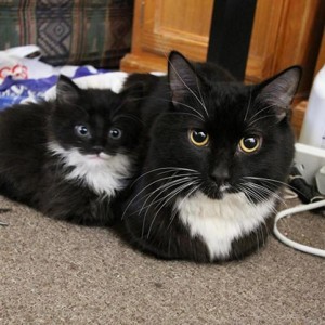 Create meme: adorable kittens, cat, kitty black
