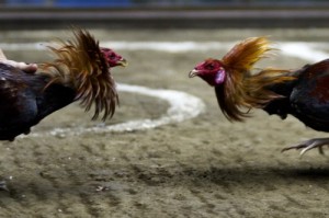 Create meme: rooster fight, fighting cock pictures, dövüş horozlari