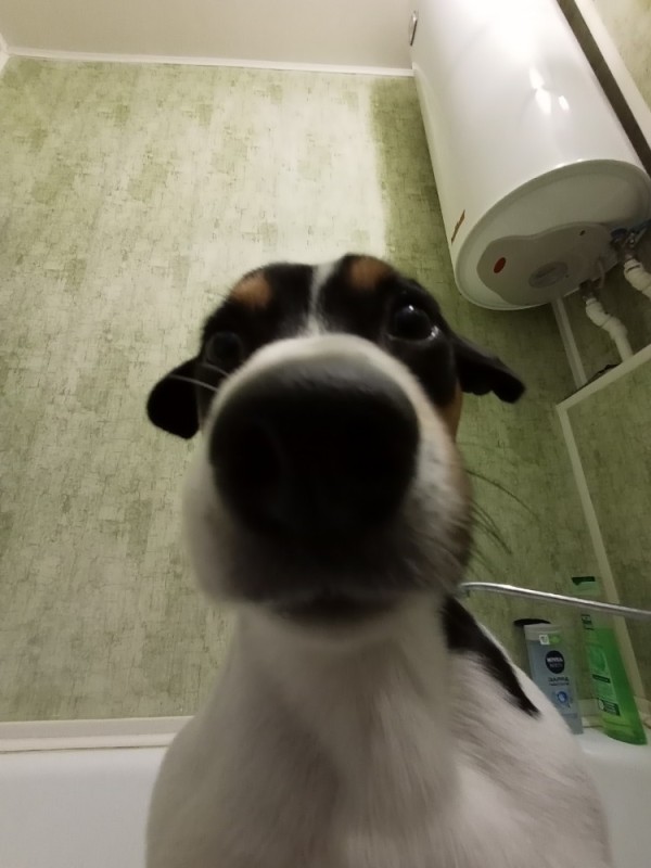 Создать мем: собачий нос, собака носом в камеру, собака смешная