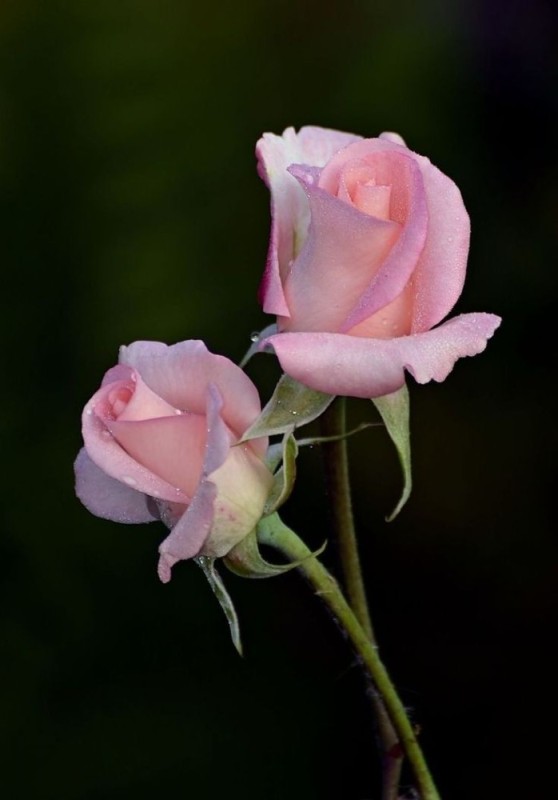 Create meme: a budded rose, pink roses , rose