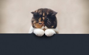 Создать мем: котенок грустный, грустный котик, печальный котик