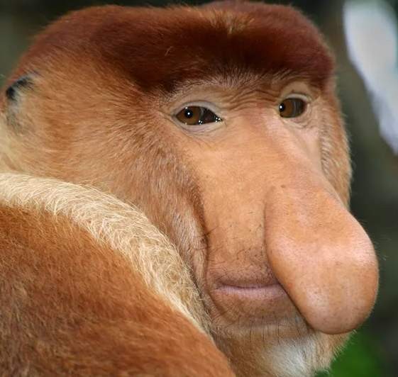 Create meme: a proboscis monkey , a monkey with a nose, monkey nosey 