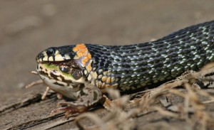 Create meme: swallows, natrix natrix, reptiles