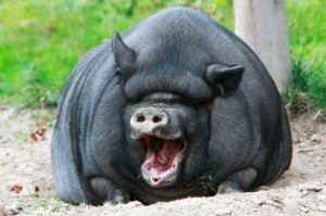 Создать мем: черная свинья, самая большая свинья в мире, боров свинья