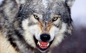 Создать мем: волки душа волка группа нелезти вмаю жизнь, свирепый волк, волчий оскал