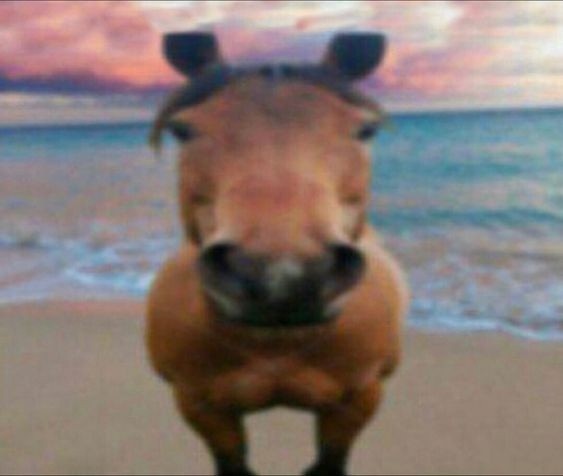 Create meme: A joyful horse, the Przewalski's horse, The horse is neighing