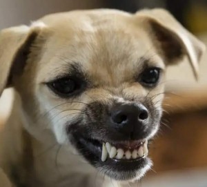 Create meme: the evil dog, evil Chihuahua, Chihuahua