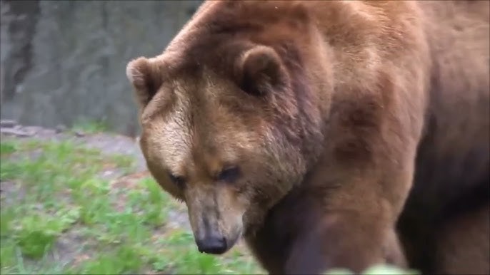 Create meme: bear bear, Kamchatka brown bear , brown bear brown bears