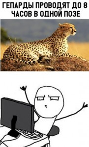 Create meme: Cheetah meme, memes, Cheetah
