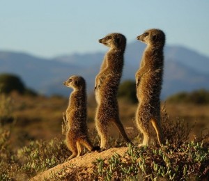 Create meme: meerkat animal, meerkats, meerkat