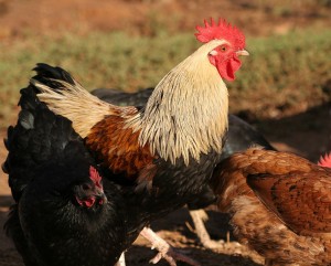 Create meme: chickens and roosters, hen and rooster, chicken photo