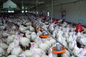 Create meme: bird flu, a poultry farmer