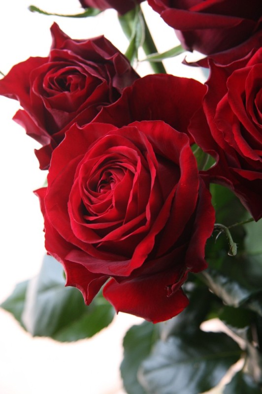 Create meme: Burgundy roses , rose rose, dark red roses