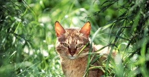 Create meme: cat on the nature, Wallpaper, cat in the grass