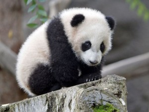 Создать мем: панда животное, панда маленькая детёныш, панда маленькая