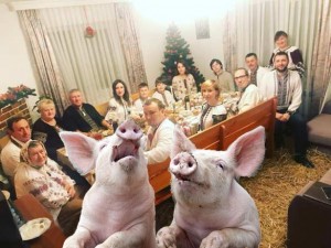 Create meme: pig, entertainment portal, Vladimir Parasyuk