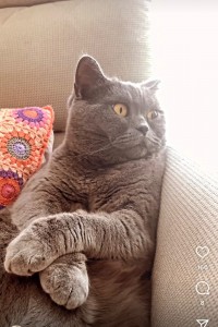 Создать мем: британский кот толстый, британский кот, кот британский короткошерстный
