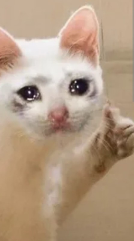Создать мем: милый котик мем, грустный котик, кот мем