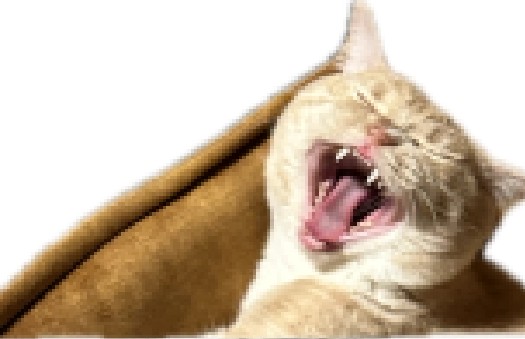 Создать мем: кот крикун, рыжий котенок зевает, кошка