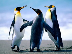 Создать мем: пингвин, фото с тремя пингвинами, танец пингвинов