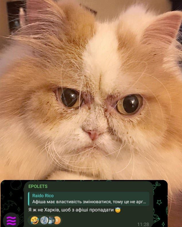 Создать мем: недовольный кот перс, персидский кот, самый недовольный кот
